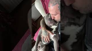 Rilassato tra le braccia del papi 😍🐾❤️ dog americanbully funny funnyshorts doglover [upl. by Repsaj]