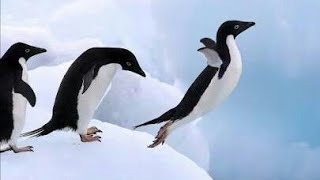 funny penguin sliding on ice [upl. by Gentilis]