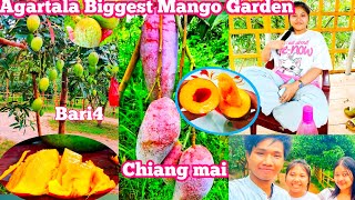 Agartala Biggest Mango Garden Lembuchara  Plants Saplings  শহর আগরতলার সর্ববৃহৎ আম বাগান [upl. by Abocaj]