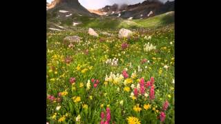 The Wildflowers  Cathie Ryan [upl. by Malvin]