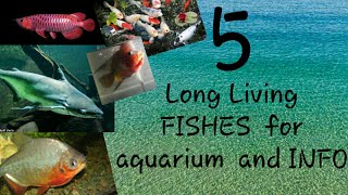 5 Long living aquarium fishes and their infoin tamil [upl. by Kihtrak]