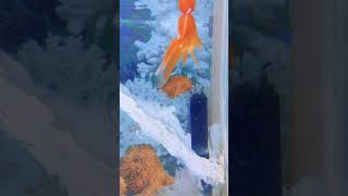 Amazing fish sound ￼🥰fishtank fishaquarium fishshortvideo guppyfish [upl. by Intirb903]