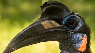 Àkàlàmàgbò  Abyssinian Ground Hornbill [upl. by Boru]