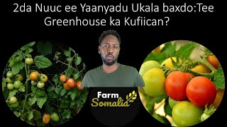 2da Nuuc ee Yaanyadu Ukala baxdo Tee Greenhouse ka Kufiican [upl. by Deidre877]