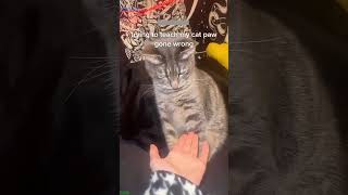 ❤️🐈 Funny cats ❤️🐈  ❤️Cute cats CatHouse episode 65 [upl. by Fritzie755]