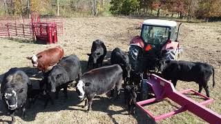 Coshocton County Ohio Cattle Ranch [upl. by Joette32]