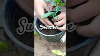 Free ka plant milne ki khushi kuch aur hi hoti hai 🥰trendingsadabahar [upl. by Neve154]