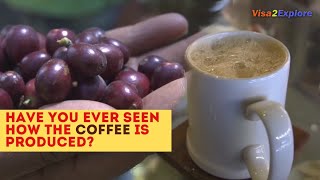 EP 3 How is coffee Grown and Processed Coffee from farm to Processing Unit  Coorg Karnataka [upl. by Thorne]