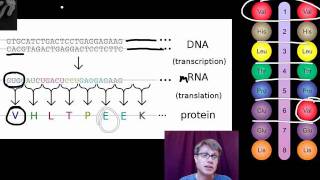 Genotypes and Phenotypes [upl. by Libby]