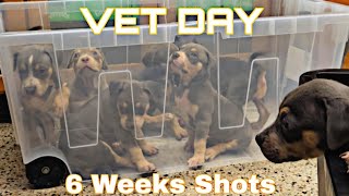 6 Weeks Shots Day XL American Bully Puppies Vlog [upl. by Berwick]