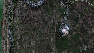 Paradise Tree Snake eating a gecko Kranji Marshes Singapore 31 Oct 2024 Part 2 [upl. by Takara470]