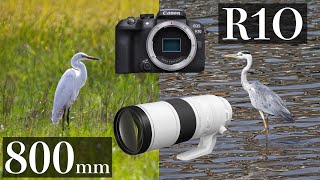 【Vlog】EOS R10 x RF200800で換算1280mm超超望遠スナップ やや難あり [upl. by Valley]