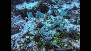 Did you see the Scorpionfish [upl. by Mccormac413]