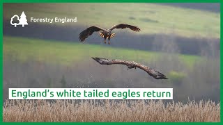 England’s whitetailed eagles return [upl. by Rtoip]