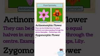 Actinomorphic flower Zygomorphic flower  Floral symmetry  NEET [upl. by Magena]