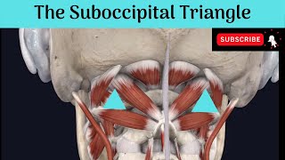 The Suboccipital Triangle Anatomy mbbs education bds headandneckanatomy triangles [upl. by Sprage]