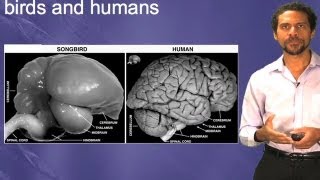 Bird and mammal brain homologies  Erich Jarvis DukeHHMI [upl. by Jannelle386]