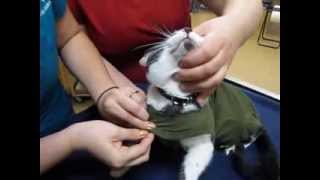 How to put a baby onesie on a cat [upl. by Yramanna]