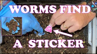 Red Wigglers Avoid Hidden Plastic In Worm Bin  Burlap Sack Update  Vermicompost Worm Farm [upl. by Ytirehc]