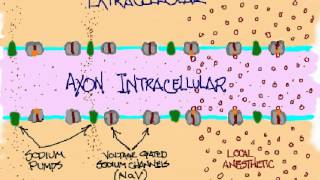 axon block anim post 1 [upl. by Eloci]