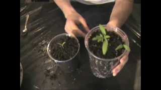 How to Transplant Your Seedlings [upl. by Elpmid]