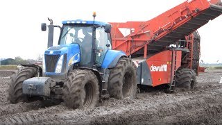 Aardappels rooien met DeWulf 2060 amp New Holland T8050 op Texel [upl. by Enneirdna]