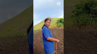 Planting chili pepper Capsicum annuum [upl. by Braun]