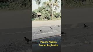 Panchi Nadiya Pawan ke jhonke  Panchi song  Shorts  Prabir Service Care [upl. by Daggett]