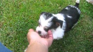 BiewerYorkshireTerrier Welpen  Kuschelhunde [upl. by Pagas]