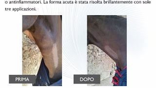 Liebelei cavallo con flebite acuta della vena giugulare sinistra [upl. by Einna395]