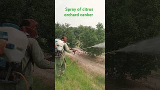 Citrus thrips and canker spray copper oxychloride Abamectin [upl. by Laet]