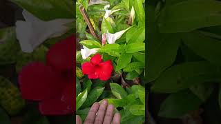 Mandeville plant carebeautiful flower plants for home gardenmandevilla plant variety plant lover [upl. by Pournaras751]