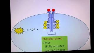 JAKSTAT Signalling Pathway [upl. by Neelya]