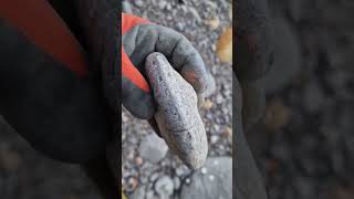 Rare upper lias ammonite fossil whitby fossilhunter [upl. by Ender]