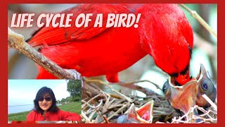 Life Cycle of a Bird  Life Cycle of Cardinal  Online Learning for Kids  Knowledge Video for Kids [upl. by Las]