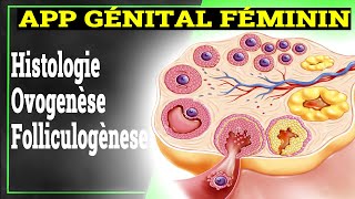 App Génital Féminin Ovogenèse Folliculogènese Hormones  Histologie [upl. by Belak]