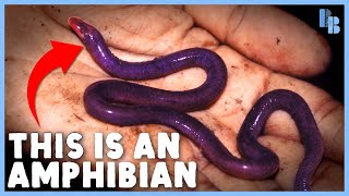 Caecilians Eat Their Mothers a little bit [upl. by Alahc]