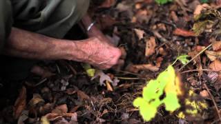 Propagation of Goldenseal and Crinkle Root [upl. by Horner]