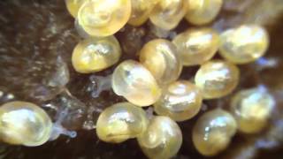 Newly hatched baby snails [upl. by Sunshine856]