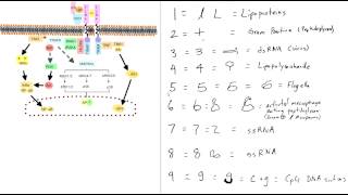 Toll Like Receptors Mnemonic [upl. by Jase]