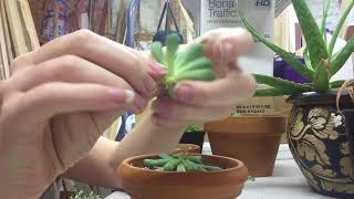 Pruning Etiolated Succulents  Leaf And Stem Propogation [upl. by Aidnama63]