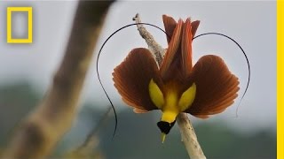 Tim Laman amp Ed Scholes Birds of Paradise  Nat Geo Live [upl. by Eenoj]