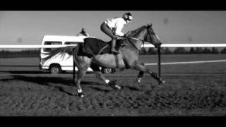 Galloping Horse in Super Slow Motion [upl. by Nilrac]