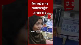 Bank के Cash Counter पर अचानक पहुंचा आवारा सांड मचा हड़कंप Video सोशल मीडिया पर Viral [upl. by Ahsekel]