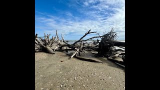 Edisto Islands BEST Kept Secret is Driftwood Beach [upl. by Hanforrd605]