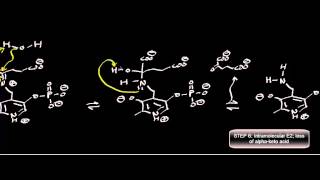 Biochemistry  Transaminase Mechanism Pyruvate Conversion to LAlanine [upl. by Emearg]