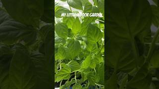 I STARTED AN INDOOR GARDEN [upl. by Demaggio]