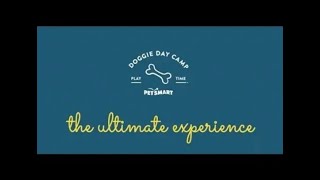 PetSmart Doggie Day Camp The Ultimate Dog Day Care Experience [upl. by Willyt]