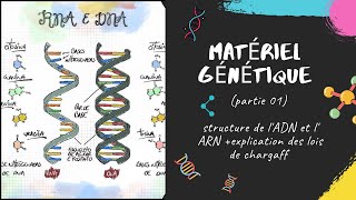 Le matériel génétique  partie 1 📣 EXPLICATION 🔔 L2 Génétique SNV GENETIQUE [upl. by Palladin]