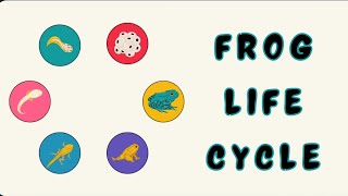 Frog life cycle Sceince  kidscorn [upl. by Annaierb828]